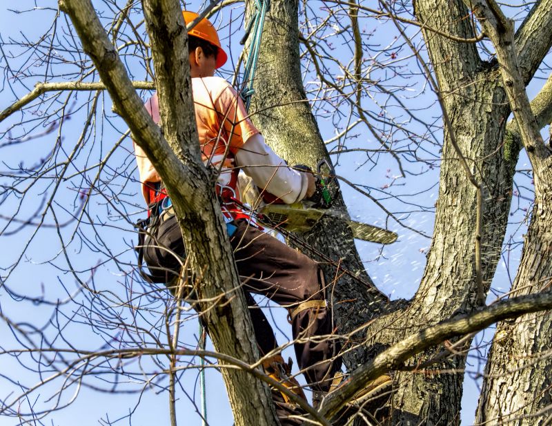 Large Tree Being Removed
