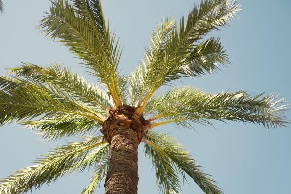 Palm Tree Removal in Folsom