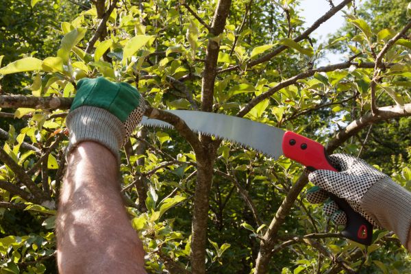 Small Tree Removal in Folsom