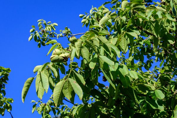 Walnut Tree Removal in Folsom
