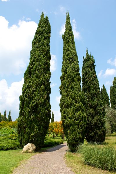 Cypress Tree Removal in Folsom