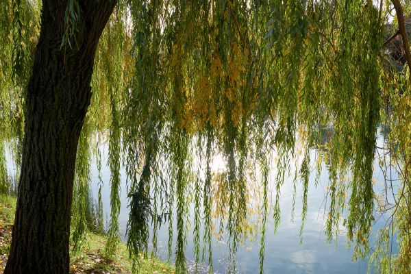 Willow Tree Removal in Folsom
