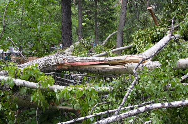 Birch Tree Removal in Folsom
