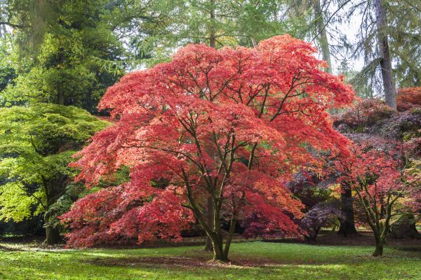 Maple Tree Removal in Folsom