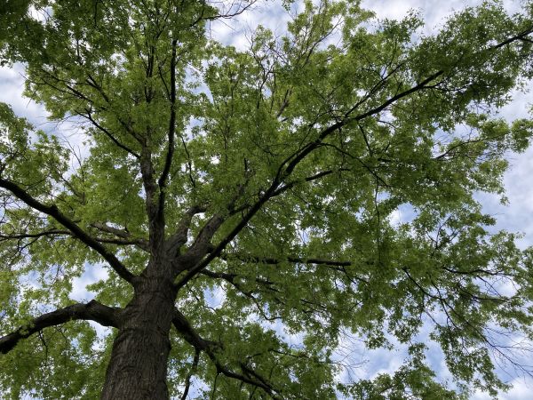 Oak Tree Removal in Folsom