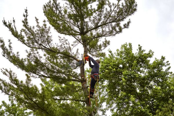 Pine Tree Removal in Folsom