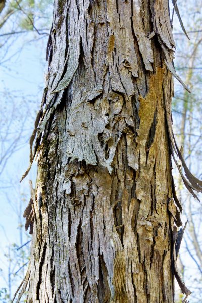Hickory Tree Removal in Folsom