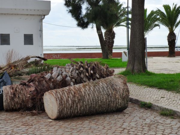 Palm Trees Removal in Folsom