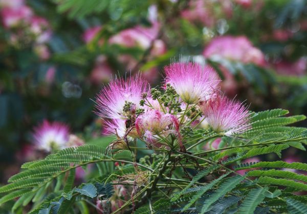 Mimosa Tree Removal in Folsom