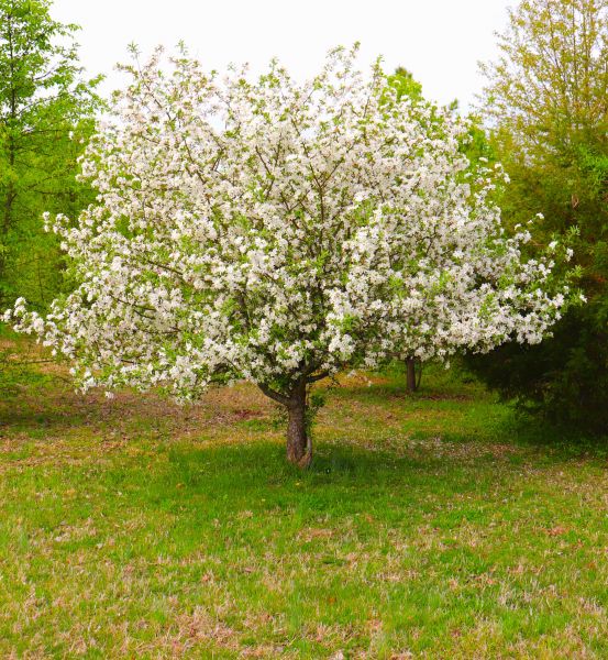 Dogwood Tree Removal in Folsom