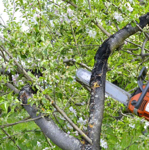 Apple Tree Removal in Folsom