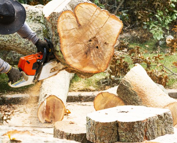 Tree Removal Service in Folsom