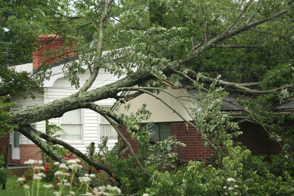Emergency Tree Removal in Folsom