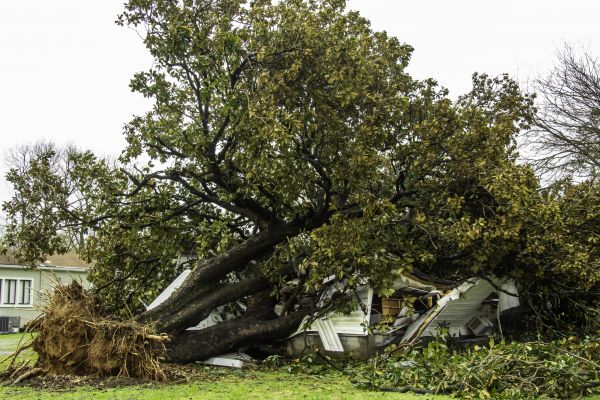 Fallen Tree Removal in Folsom
