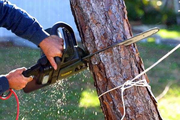 Dead Tree Removal in Folsom